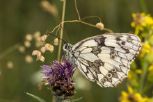 Melanargia Galathea, Marbled White Butterfly From Lower Saxony, Germany, Europe