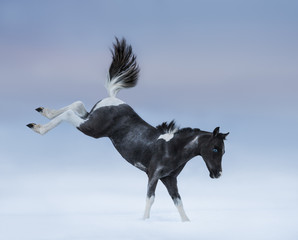 Wall Mural - Bucking blue-eyed foal