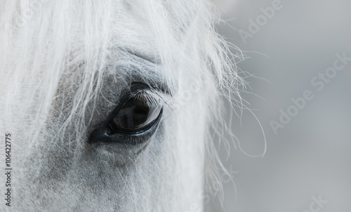 Fotografia, Obraz  Eye of white mustang