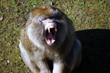 ziewający makak