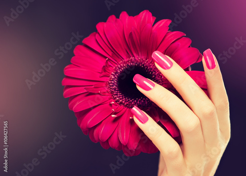 Fotografía Elegantes manos femeninas con la manicura de color rosa en las uñas