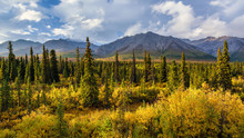 Mountains Stand Behind Black Spruce Trees (Picea Mariana) Intermixed With Alder (Alnus Sp.) In The Sub-alpine Region Of Denali National Park.