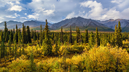 Mountains stand behind black spruce trees (Picea mariana) intermixed with alder (Alnus sp.) in the sub-alpine region of Denali National Park.