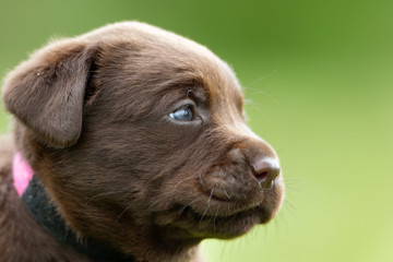 Sticker - Brown labrador retriever puppy