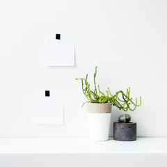 Wall Mural - Mock up. Scandinavian hipster interior design with cactus and succulent. Notepaper.