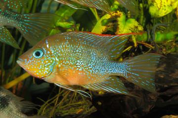 Wall Mural - Mexikanischer Goldbuntbarsch (Thorichthys aureus)