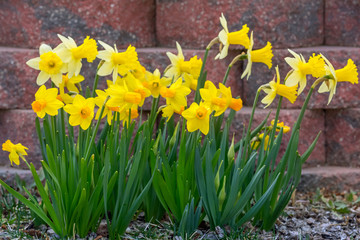 Sticker - Yellow narcissus spring blossom