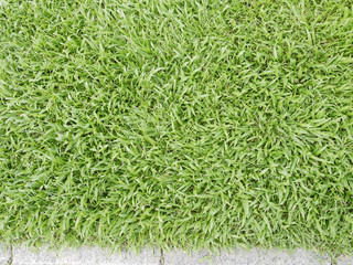 green grass texture background