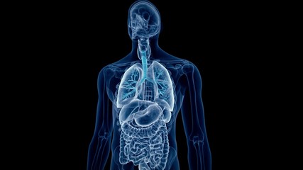 medical 3d animation of the human bronchi