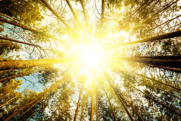 pine forest trees.