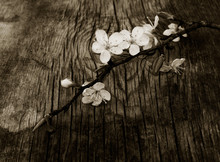 Blooming Branch Of Plum Tree Against The Background Of An Old Cracked Wooden Board. Selective Focus. Black White Toning