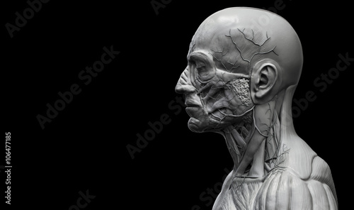 Photographie  Head , shoulder and torso anatomy , Human head and shoulder muscular anatomy in