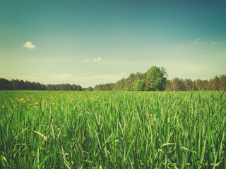 Sumer filed with green grass