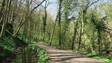 Wall Mural - Empty path leading through woods on spring day
