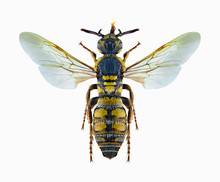 Wasp Crioscolia Tartara Mongolica (female)