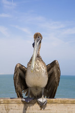 Brown Pelican On The Pier At Jacksonville Beach, Florida, USA,