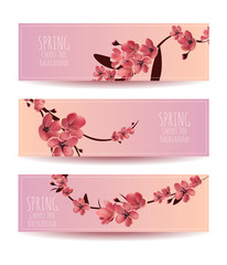 sakura, cherry blossoming tree vector background illustration. s