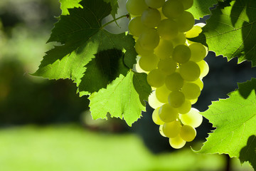 Vine and bunch of white grapes