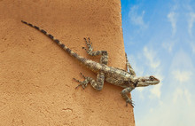 Close Up Of Agama On Wall