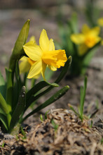 Daffodils In The Garden