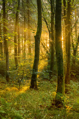 Wall Mural - dramatic golden light shining into forest on a summer morning.