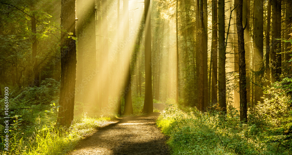 Golden rays of light shining through tree canopies on an Autumn morning with path in a forest. - obrazy, fototapety, plakaty 