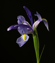 Purple Iris Isolated On Black Background With Water Drops