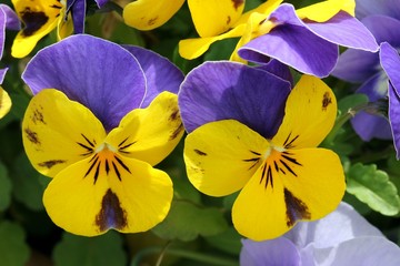 Wall Mural - Pansy