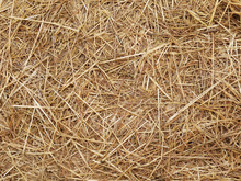 Texture Hay Closeup In Color. Fodder For Livestock And Construction Material.