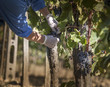© Walter Zerla/Blend Images - Farmer examining grapes in vineyard