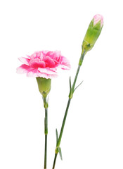 Wall Mural - carnation
