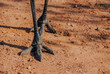 Emu (Dromaius novaehollandiae) feet with claws
Mareeba, North Queensland, Australia