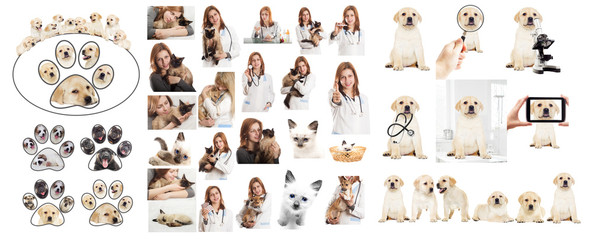 Wall Mural - Veterinary doctor