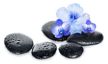 Blue Flower Orchid And Black Wet Stones. Spa Concept.