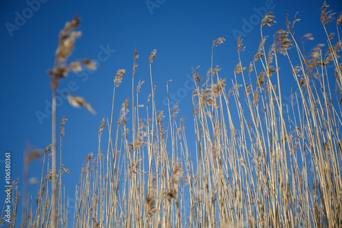 Fotografie, Obraz Spikes grass sedge dry on the background of blue sky