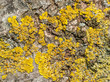 lichen closeup