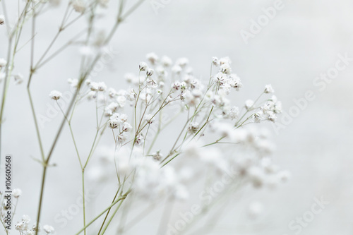 Dekoracja na wymiar  kwiat-lyszczec-kwiaty-oddechowe