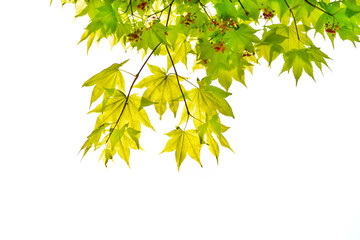 Wall Mural - Japanese green maple leaf isolated on white background