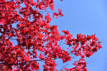 Wall Mural - Japanese red maple leaf with blue sky background