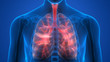 Human Body Organs (Lungs)