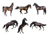 Fototapeta Konie - Horses collection isolated on the white background