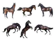 Horses Collection Isolated On The White Background