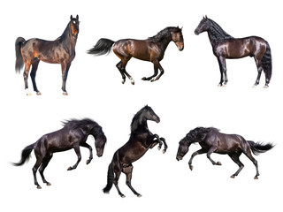 horses collection isolated on the white background