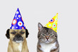 Faschingsmuffel: Hund und Katze mit Partyhütchen und schlechter Laune