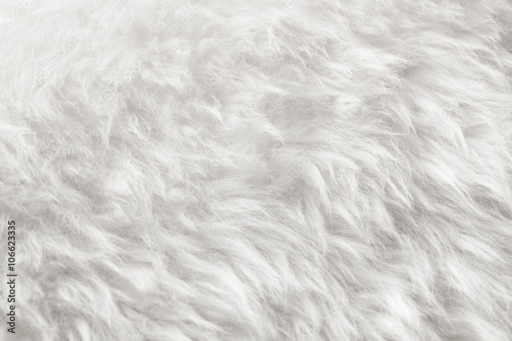 natural white fur background - obrazy, fototapety, plakaty 