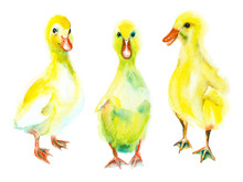 Watercolor Painting. Little Ducklings On A White Background.