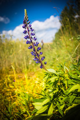 Wall Mural - Violet plant closeup