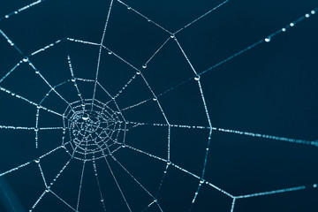 Wall Mural - spider web