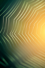 Wall Mural - spider web
