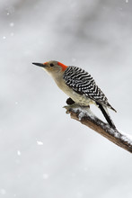 Female Red Bellied Woodpecker (Melanerpes Carolinus) In Snow